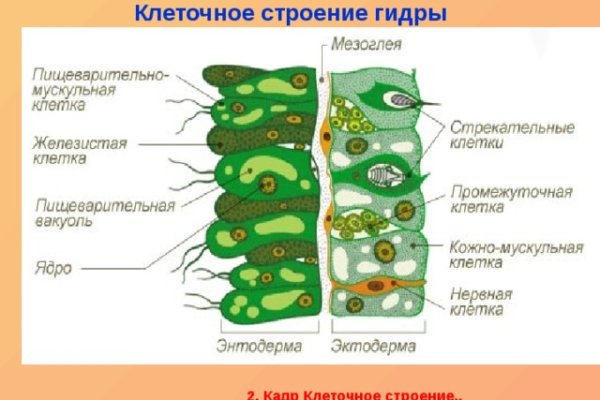 Kraken kraken link24 info