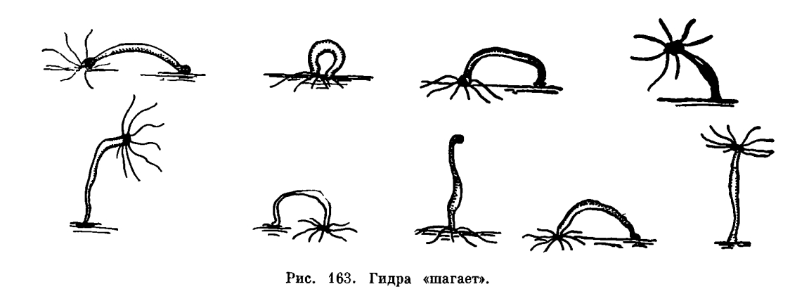 Кракен zerkalo pw